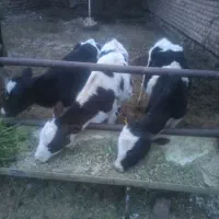 گوساله ماده