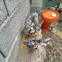 مرغ مینا توری چینی