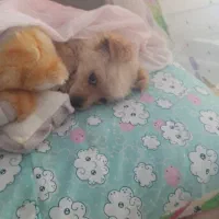 واگذاری سگ مهربان دختر