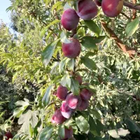 نهالستان اطمینان(محجوب)|خدمات باغبانی و درختکاری|تبریز, |دیوار