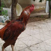 لاری  خروس