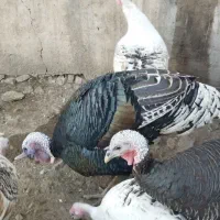 حیوانات مزرعه|حیوانات مزرعه|بره‌سر, |دیوار