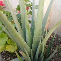 الوورا با برگهای سبز وسرحال و خاصیت درمانی