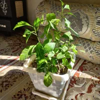 گل طبیعی|گل و گیاه طبیعی|جوانرود, |دیوار