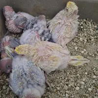 طوطی|پرنده|ساری, |دیوار