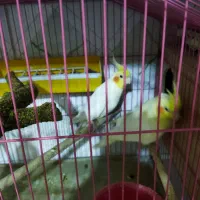 عروس هلندی مولد