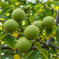 نهال گردو چندلر در اسلام‌آباد غرب،شناسه‌دار ودیرگل