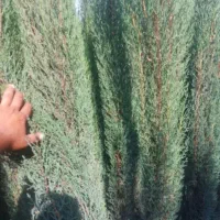 تولید کننده انواع سرو و کاج کرمانشاه|خدمات باغبانی و درختکاری|کرمانشاه, |دیوار