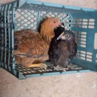 دو عدد جوجه محلی به فروش می رسد