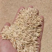 جو‌محلی