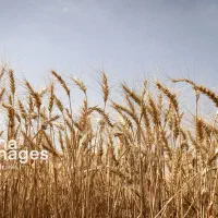 زمین-زراعی-سابله-گندم-موتوری-5-3-هکتار