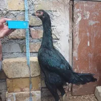 مرغ و خروس اوشامو آلمانی|حیوانات مزرعه|تهران, مخصوص|دیوار