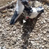 پرنده خشگل