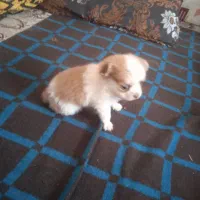 سگ شیزو|سگ|مسجد سلیمان, |دیوار