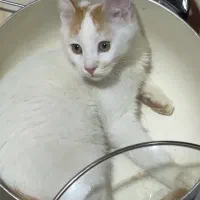 واگذاری گربه نر|گربه|ارومیه, |دیوار