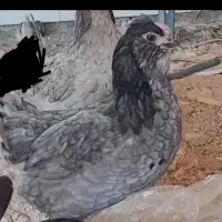 تخم مرغ گلین|حیوانات مزرعه|قزوین, |دیوار