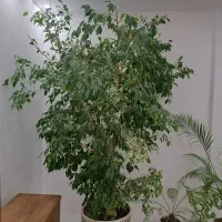 درختچه بزرگ و زیبا بنجامین