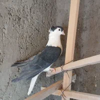 کبوتر دمگیر|پرنده|کاشان, رسالت|دیوار