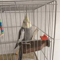 عروس هلندی سخنگو|پرنده|اصفهان, گلزار|دیوار