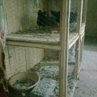 کجه دوطبقه بزرگ سالم و بدوم شکستگی|لوازم جانبی حیوانات|قم, پامنار|دیوار