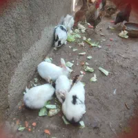 فروش خرگوش کوچیک وبزرگ