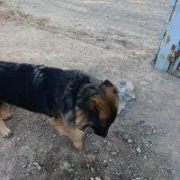 ژرمن شیپرد|سگ|مرند, |دیوار