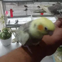 جوجه عروس هلندی رام