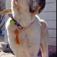 سگ اصیل نژاد سرابی|سگ|چابهار, |دیوار