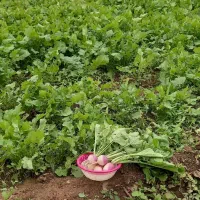 ترب سفید|عمدهفروشی|اصلاندوز, |دیوار