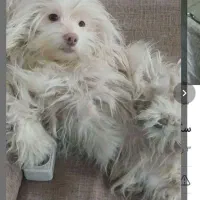 سگ شیتزو خانگی شناسنامه دار|سگ|تربت جام, معدآباد|دیوار