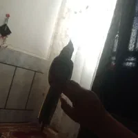 عروس هلندی دستی|پرنده|کرباسک, |دیوار