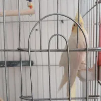 جفت عروس و یه نر اهویی