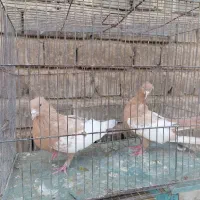 کفتر برکتی|پرنده|شیراز, حجت آباد|دیوار