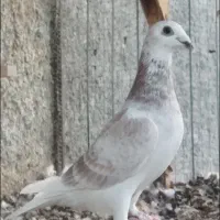ماده گرد و پر و دم کوتاه