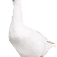 یک جفت قوغاز سفیدوزیبا