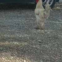 خروس دیلگونی تمیزسالم