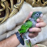 جوجه طوطی  سرلاکی  خاص نژادکانور سرآبی