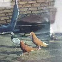 کبوتر|پرنده|خرمشهر, |دیوار