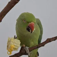 طوطی ملنگو|پرنده|سنندج, |دیوار