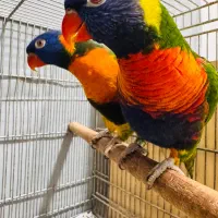 لوری|پرنده|چغادک, |دیوار