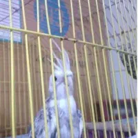 طوطی برزیلی و عروس هلندی