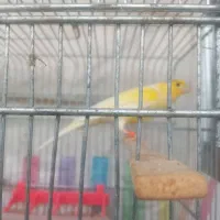 قناری نربادهن.بخون. مست