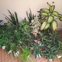 تکی هم میفروشم|گل و گیاه طبیعی|اصفهان, شهشهان|دیوار