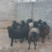 میش شیشک قوچ بره|حیوانات مزرعه|زالیان, |دیوار