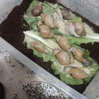 فروش حلزون وملزومات