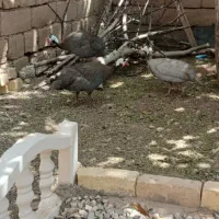 مرغ وخروس
