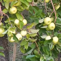 فروش سیب ارگانیک تویه دروار