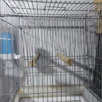 قفس پرنده
