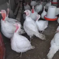 بوقلمون گوشتی|حیوانات مزرعه|سرولایت, |دیوار