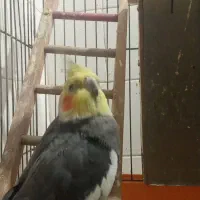 عروس هلندی نر|پرنده|بندر امام خمینی, |دیوار